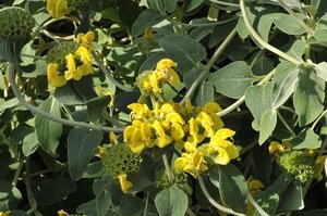 Phlomis fruticosa geen maat specificatie 0,55L/P9cm - afbeelding 2