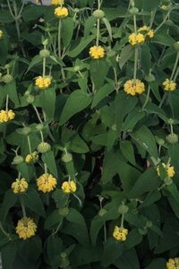 Phlomis fruticosa geen maat specificatie 0,55L/P9cm - afbeelding 3