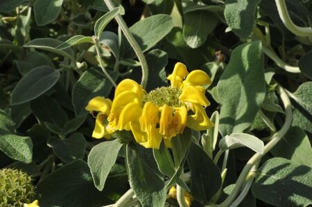 Phlomis fruticosa geen maat specificatie 0,55L/P9cm - afbeelding 4