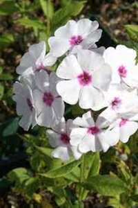 Phlox (P) 'Graf Zeppelin' geen maat specificatie 0,55L/P9cm