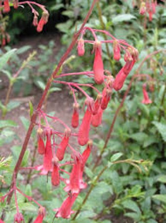 Phygelius r. 'African Queen' geen maat specificatie 0,55L/P9cm