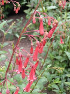 Phygelius r. 'African Queen' geen maat specificatie 0,55L/P9cm