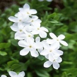 Phlox stolon. 'Alba' geen maat specificatie 0,55L/P9cm
