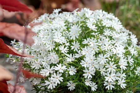Phlox (S) 'Snowflake' geen maat specificatie 0,55L/P9cm