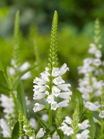 Physostegia v. 'Summer Snow' geen maat specificatie 0,55L/P9cm
