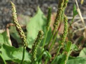 Plantago major geen maat specificatie 0,55L/P9cm