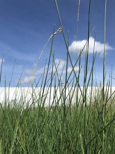 Poa labillardierei geen maat specificatie cont. 3,0L - image 4