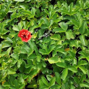 Potentilla 'Scarlet Dreams' geen maat specificatie 0,55L/P9cm