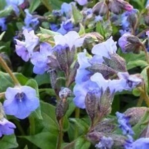 Pulmonaria ang. 'Blaues Meer' geen maat specificatie 0,55L/P9cm