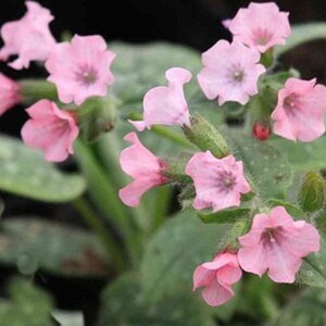 Pulmonaria s. 'Dora Bielefeld' geen maat specificatie 0,55L/P9cm