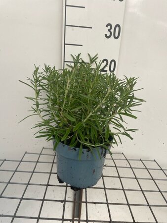Rosmarinus officinalis geen maat specificatie cont. 2,0L - afbeelding 1