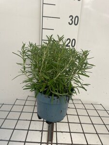 Rosmarinus officinalis geen maat specificatie cont. 2,0L - afbeelding 1