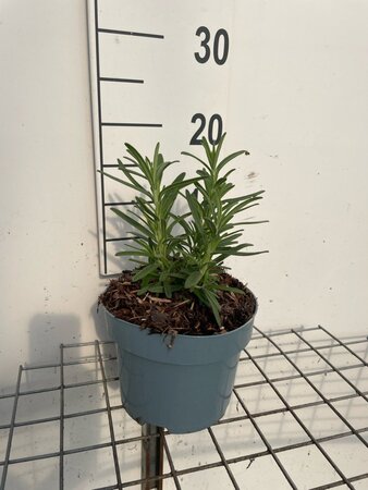 Rosmarinus officinalis geen maat specificatie cont. 2,0L - afbeelding 1