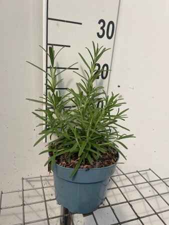 Rosmarinus officinalis geen maat specificatie cont. 2,0L - afbeelding 2