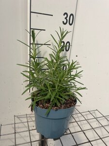 Rosmarinus officinalis geen maat specificatie cont. 2,0L - afbeelding 2