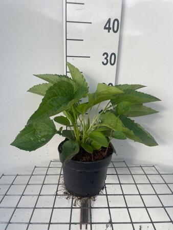 Rudbeckia f. 'Goldsturm' geen maat specificatie cont. 2,0L - afbeelding 1