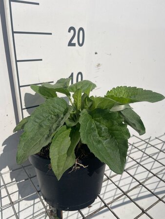 Rudbeckia f. 'Goldsturm' geen maat specificatie cont. 2,0L - afbeelding 2
