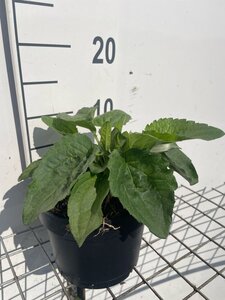 Rudbeckia f. 'Goldsturm' geen maat specificatie cont. 2,0L - afbeelding 2