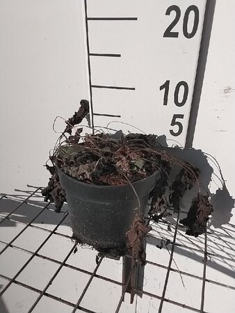 Rudbeckia f. 'Goldsturm' geen maat specificatie cont. 2,0L - afbeelding 3