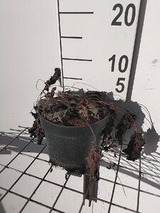 Rudbeckia f. 'Goldsturm' geen maat specificatie cont. 2,0L - afbeelding 3