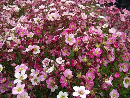 Saxifraga (A) 'Blütenteppich' geen maat specificatie 0,55L/P9cm - afbeelding 1