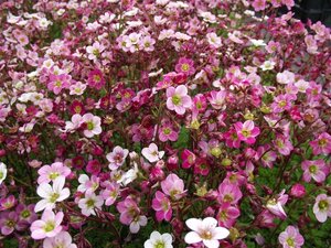 Saxifraga (A) 'Blütenteppich' geen maat specificatie 0,55L/P9cm - afbeelding 1
