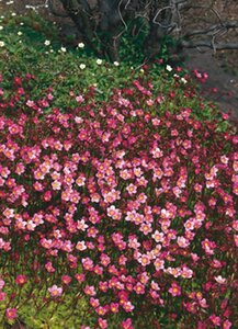 Saxifraga (A) 'Blütenteppich' geen maat specificatie 0,55L/P9cm - afbeelding 2