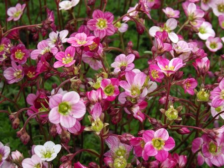 Saxifraga (A) 'Blütenteppich' geen maat specificatie 0,55L/P9cm - afbeelding 3