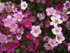 Saxifraga (A) 'Blütenteppich' geen maat specificatie 0,55L/P9cm - afbeelding 4