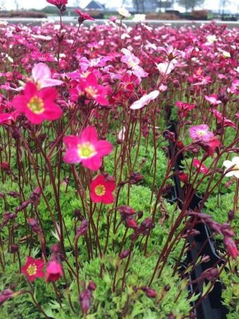 Saxifraga (A) 'Carpet Purple Robe' geen maat specificatie 0,55L/P9cm