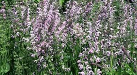 Salvia 'Eveline' geen maat specificatie 0,55L/P9cm