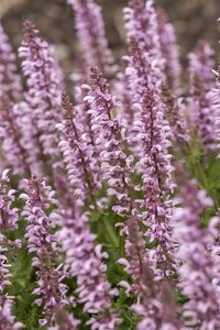 Salvia Feathers Flamingo geen maat specificatie 0,55L/P9cm - afbeelding 1