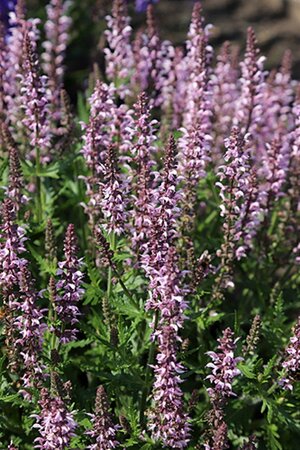 Salvia Feathers Flamingo geen maat specificatie 0,55L/P9cm - afbeelding 2