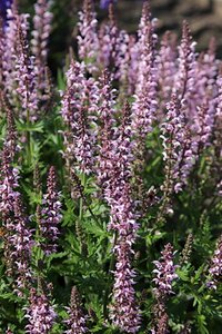 Salvia Feathers Flamingo geen maat specificatie 0,55L/P9cm - afbeelding 2