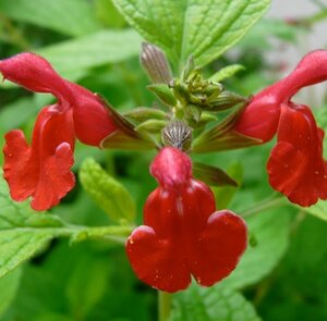 Salvia microphylla geen maat specificatie 0,55L/P9cm