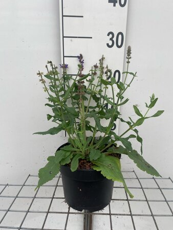 Salvia nem. 'Blaukönigin' geen maat specificatie cont. 2,0L - afbeelding 1
