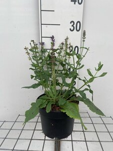 Salvia nem. 'Blaukönigin' geen maat specificatie cont. 2,0L - afbeelding 1