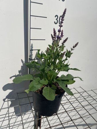 Salvia nem. 'Blaukönigin' geen maat specificatie cont. 2,0L - afbeelding 2