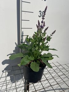 Salvia nem. 'Blaukönigin' geen maat specificatie cont. 2,0L - afbeelding 2