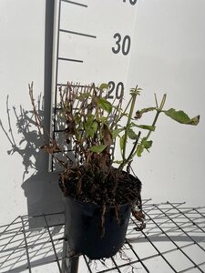Salvia nem. 'Blaukönigin' geen maat specificatie cont. 2,0L - afbeelding 2