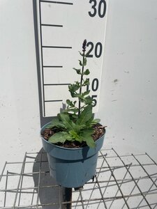 Salvia nem. 'Caradonna' geen maat specificatie cont. 2,0L