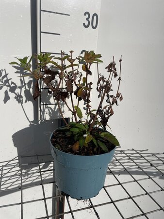 Salvia nem. 'Caradonna' geen maat specificatie cont. 2,0L - afbeelding 2