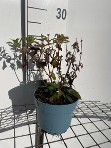 Salvia nem. 'Caradonna' geen maat specificatie cont. 2,0L - afbeelding 2