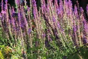 Salvia nemorosa = superba'(verouderd) geen maat specificatie 0,55L/P9cm - afbeelding 4