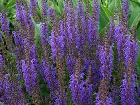 Salvia nemorosa = superba'(verouderd) geen maat specificatie 0,55L/P9cm - afbeelding 5