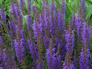 Salvia nemorosa = superba'(verouderd) geen maat specificatie 0,55L/P9cm - afbeelding 5