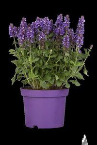 Salvia nemorosa = superba'(verouderd) geen maat specificatie 0,55L/P9cm - afbeelding 1