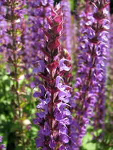 Salvia nemorosa = superba'(verouderd) geen maat specificatie 0,55L/P9cm - afbeelding 6