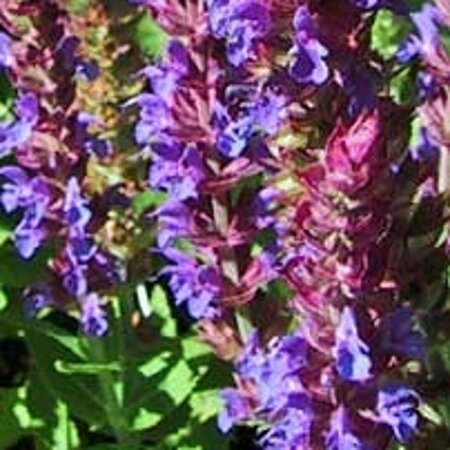 Salvia nemorosa = superba'(verouderd) geen maat specificatie 0,55L/P9cm - afbeelding 7