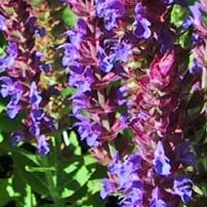 Salvia nemorosa = superba'(verouderd) geen maat specificatie 0,55L/P9cm - afbeelding 7